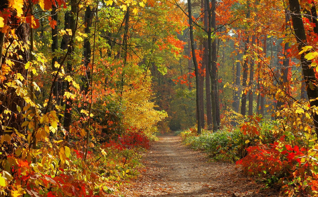 La belleza del otoño: un encanto de colores y transformación